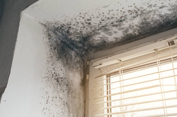 Affordable Mold Remediation solutions in Foster, VA